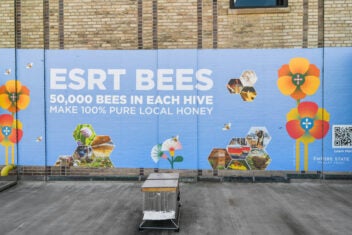 The Sweet Benefits of Local Honey in NYC